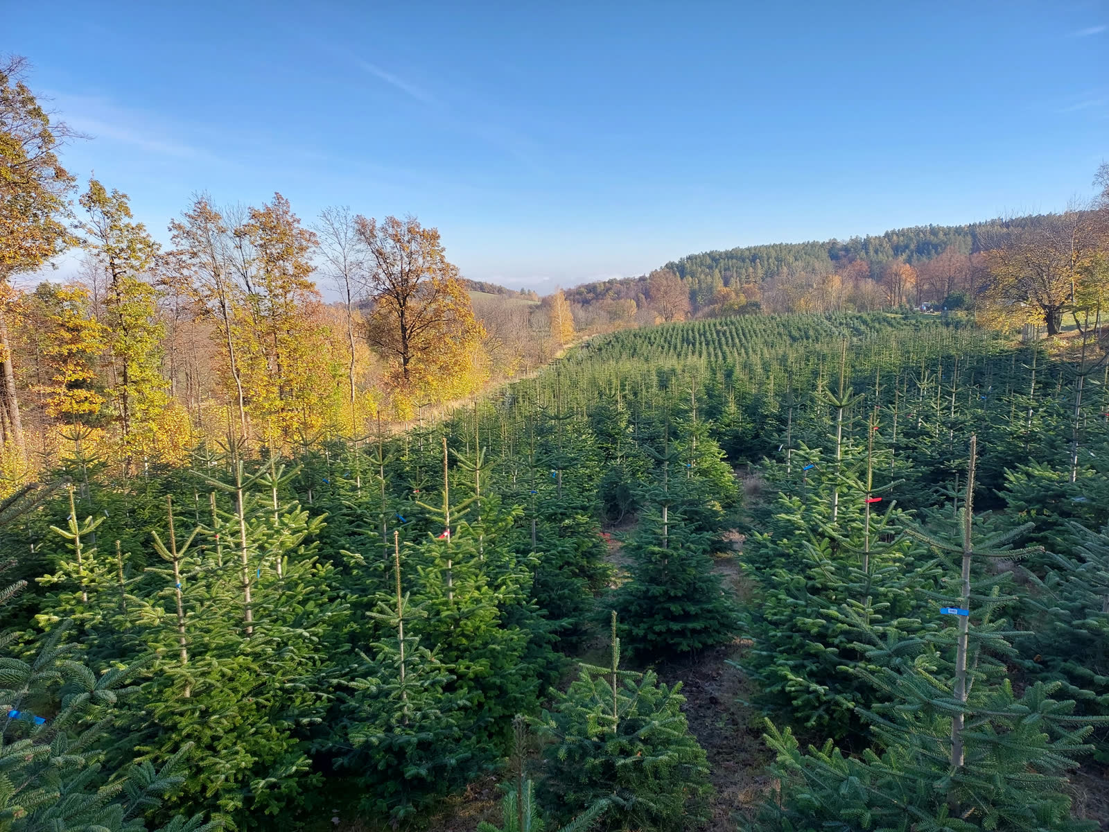 Jesienny obchód. Słońce nad plantacją.