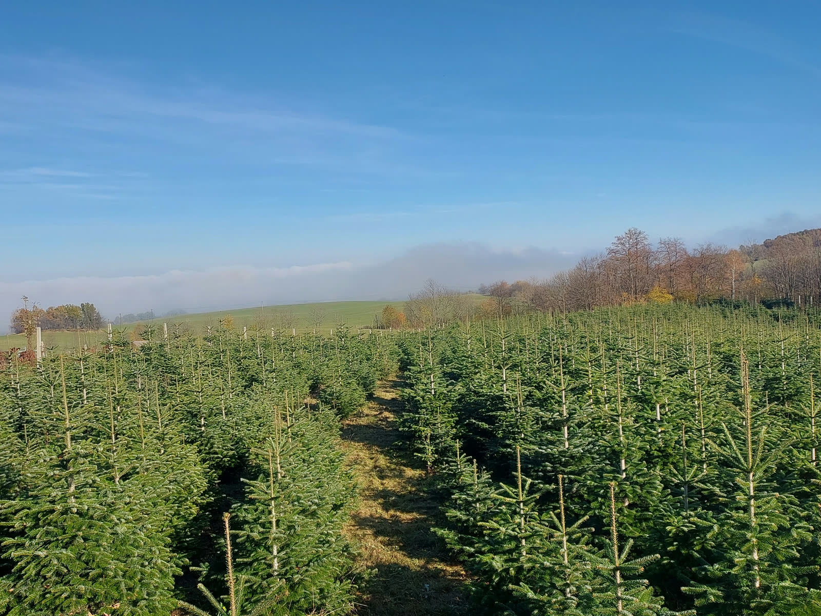 Poranek na plantacji ma swoją magię. Mgła nad jodłami.
