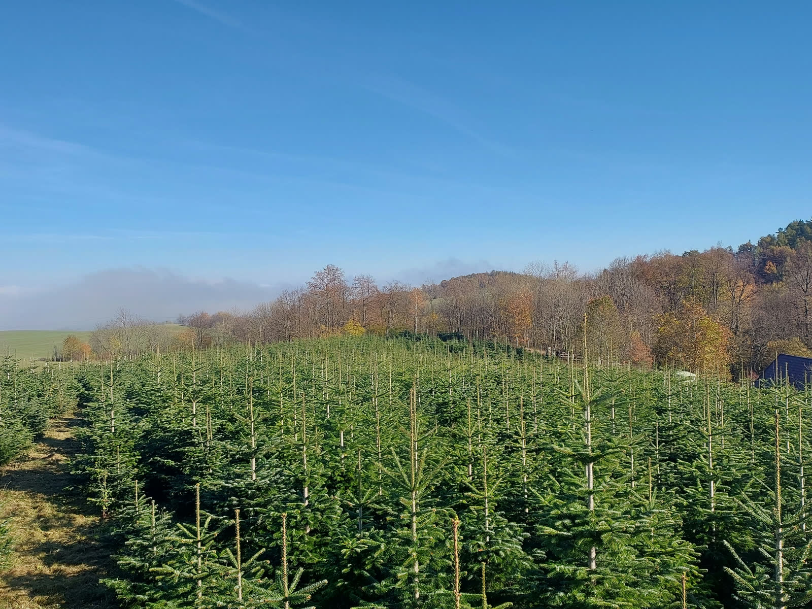 Liście opadają, igły trzymają. Plantacja jesienią.