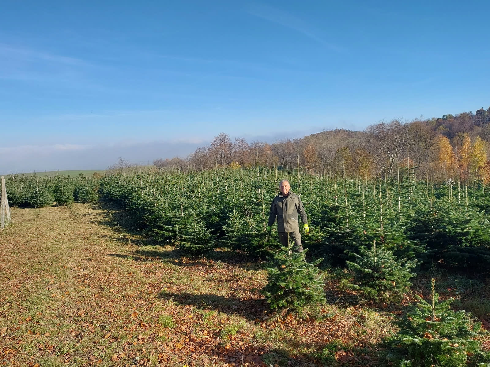 Spacer wśród rzędów. Jesień na plantacji.