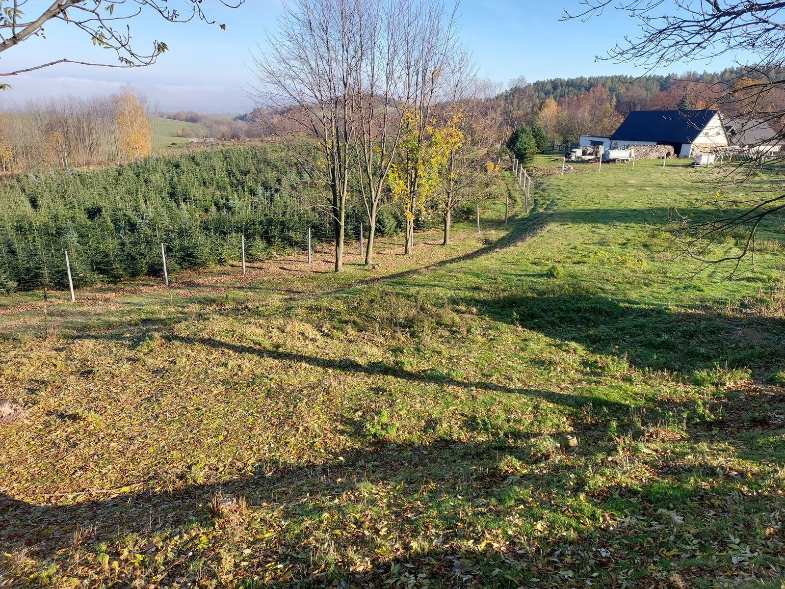 Tyle drzewek, tyle historii. Widok przez plantację.