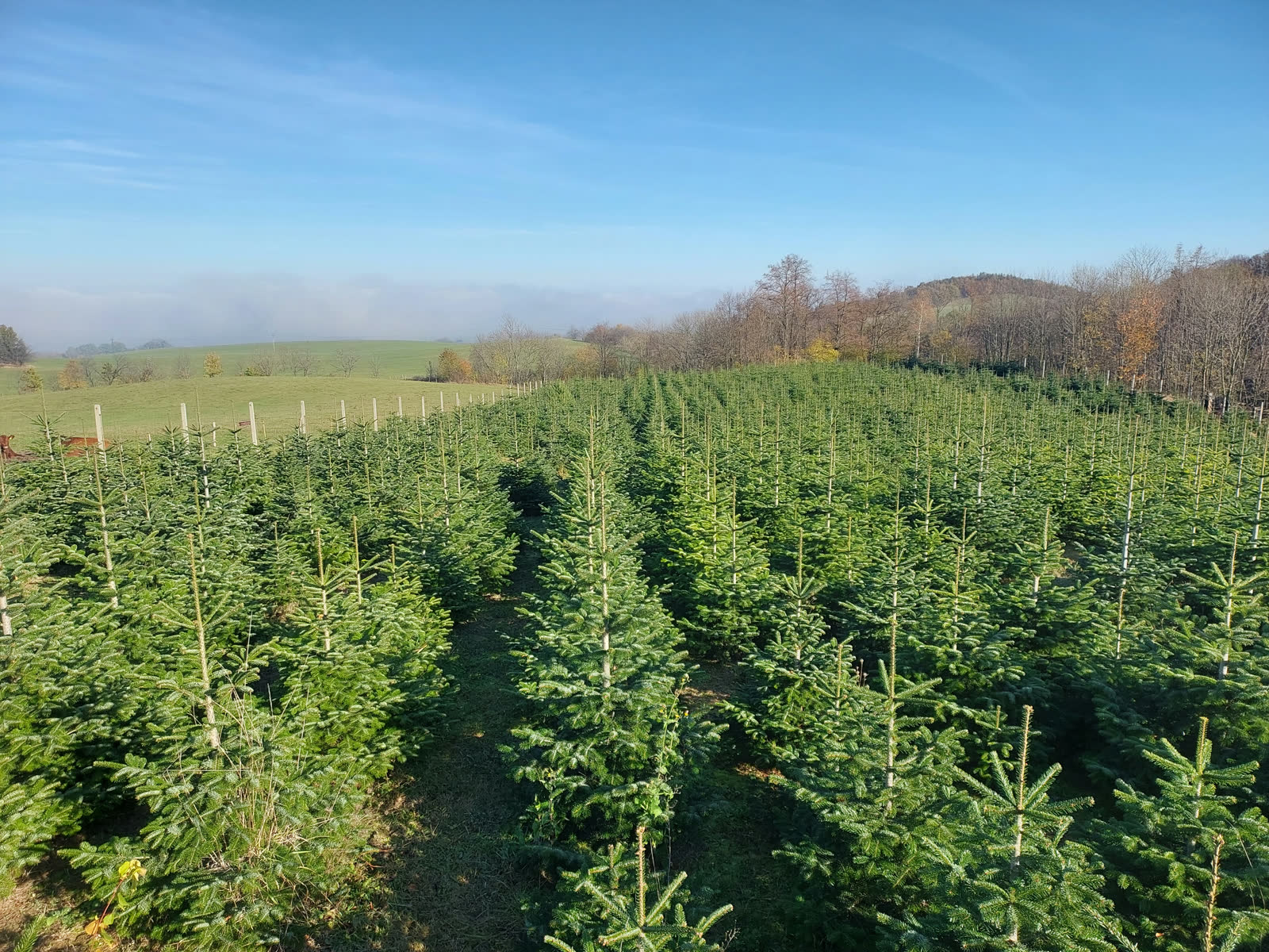 Lato pachnie u nas żywicą. Letnia plantacja.
