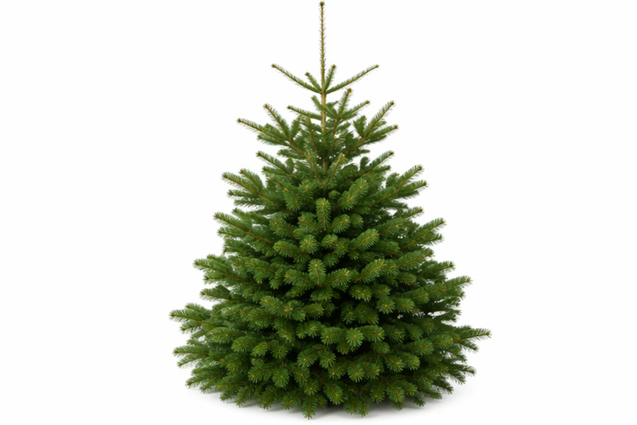 Jodła kaukaska (Nordmanna) (Abies nordmanniana)