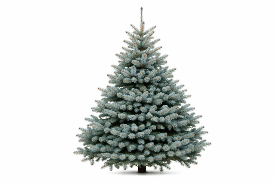 Świerk srebrny (kłujący) (Picea pungens)